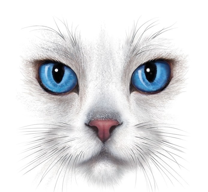 fototapeter hand tegning portrett av hvit katt - Om oss
